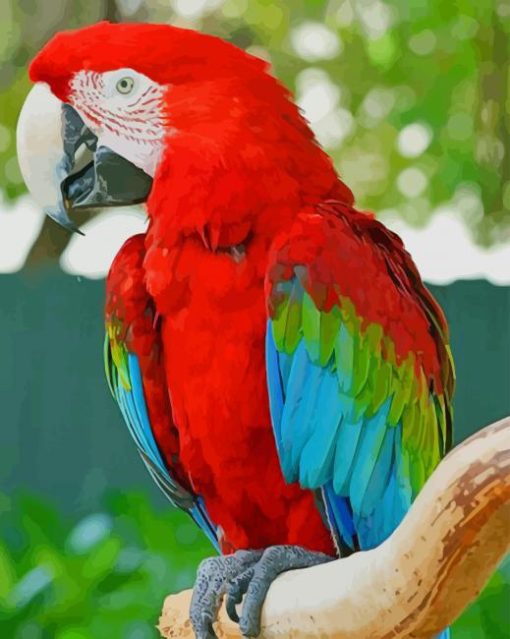 Red and Green Macaw paint by numbers
