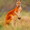 Red kangaroo Animal paint by numbers