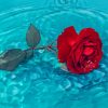 Red Rose In Water paint by numbers