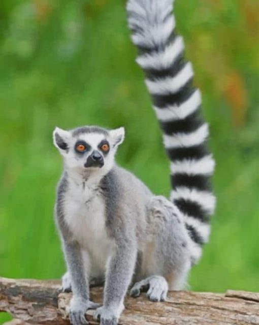 Ring Tailed Lemur Animal paint by numbers paint by numbers