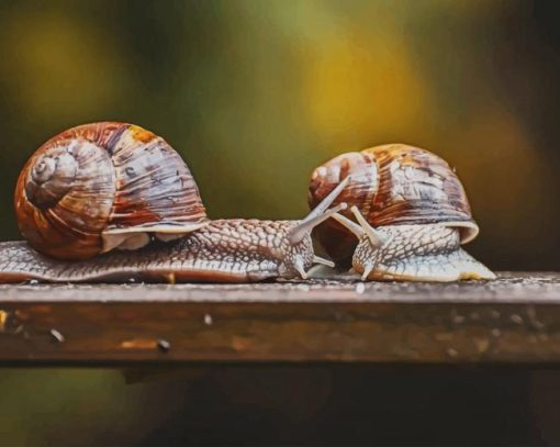 Snail paint by number