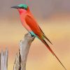 Southern Carmine Bee Eater paint by numbers