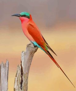 Southern Carmine Bee Eater paint by numbers