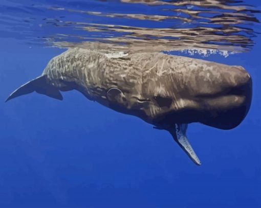 Sperm Whale paint by numbers