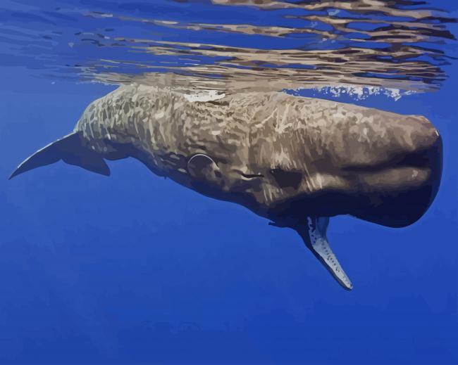 Sperm Whale paint by numbers
