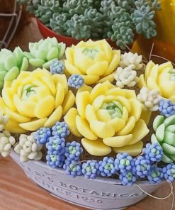 Succulent Plant paint by numbers