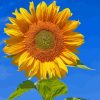 Sunflower Blue Sky paint by numbers