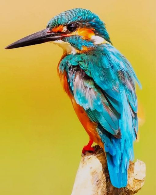 The kingfisher bird paint by numbers