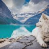 White Dog In Banff National Park paint by numbers