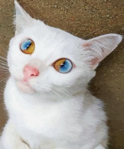 White Cat With Blue And Yellow Eyes paint by numbers