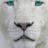 White Lion Animal paint by numbers
