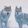 Wolves in snow paint by number