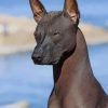 Xoloitzcuintle Dog paint by numbers