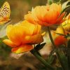 Yellow Butterfly on Flowers paint by numbers