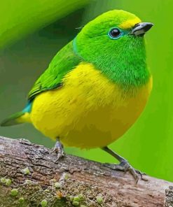 Yellow And Green Bird paint by numbers