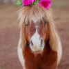 Adopt A Shetland Pony paint by numbers