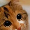 Adorable Cute Cat paint by numbers