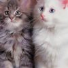Adorable kittens paint by numbers