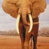 African Elephant paint by numbers
