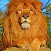 African Lion paint by numbers