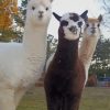 Alpaca And Llama paint by numbers