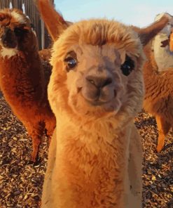 Alpaca Animal Smiling paint by numbers