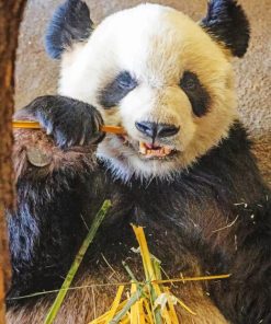 panda eating paiting by numbers