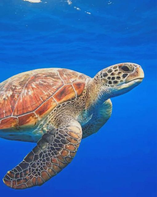 Animal Turtle paint by numbers