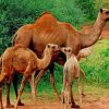 camels familly painting by numbers