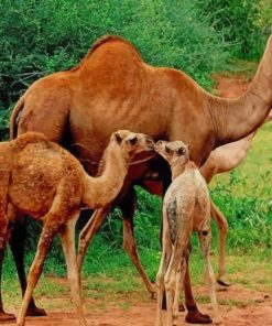 camels familly painting by numbers