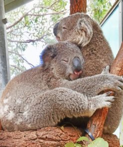animals koalas cuddling painting by numbers