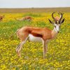 Antelope In Nature paint by number