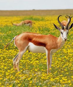 Antelope In Nature paint by number