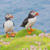 Atlantic Puffin Paint By Numbers