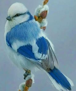 Azure Tit Bird paint by numbers