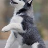Baby Siberian Husky paint by numbers