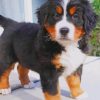 Baby Bernese Mountain Dog paint by numbers