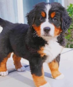 Baby Bernese Mountain Dog paint by numbers