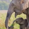 Baby Elephant and His Mum paint by numbers