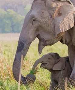 Baby Elephant and His Mum paint by numbers