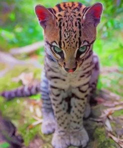 Baby Ocelot paint by numbers