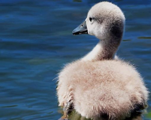Baby Swan paint by number
