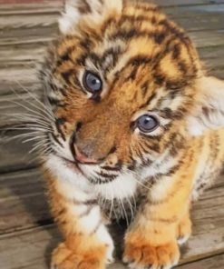 Baby Tiger Paint By Numbers