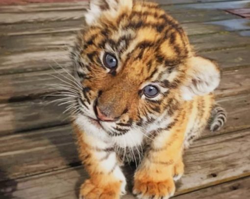 Baby Tiger Paint By Numbers