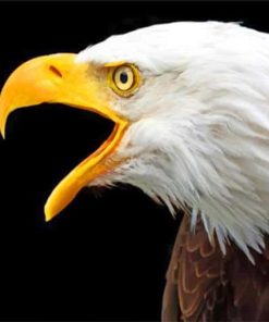 american bald eagle painting bu numbers