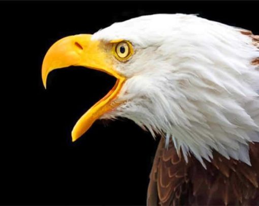 american bald eagle painting bu numbers