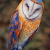 Beautiful Barn Owl paint by numbers