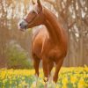 Beautiful Brown Horse In Forest paint by numbers