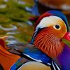 Colorful Duck In The Water paint by numbers