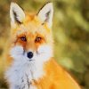 Beautiful Female Fox paint by numbers